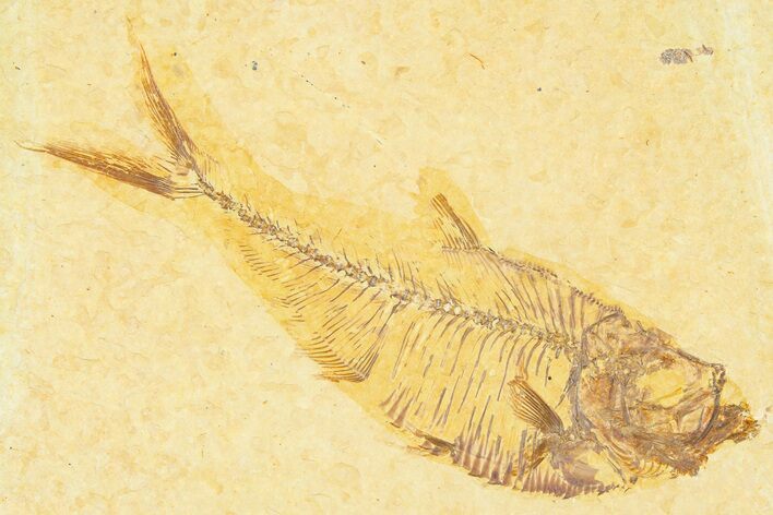 Detailed Fossil Fish (Diplomystus) - Wyoming #379433